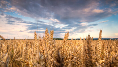 Highly Unpredictable Wheat Prices Lie Ahead 